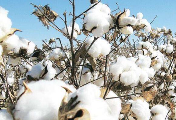 马哈拉施特拉邦棉花种子公司被告知要指定包装上杂交品种的生产技术