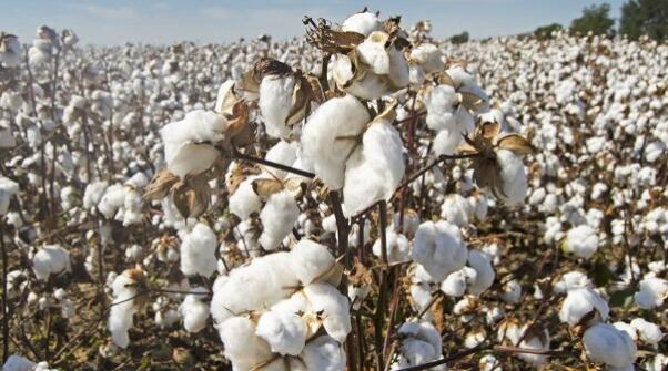 2020年棉花作物单产增加 单产下降