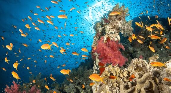 红海的珊瑚礁因过度捕捞而面临生存威胁