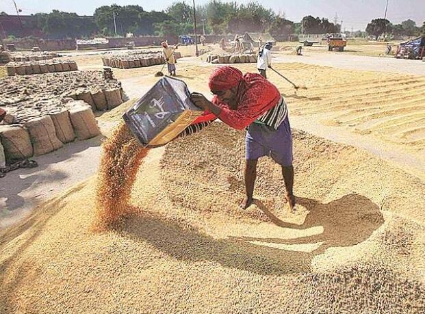 印度2020-21年谷物产量增至创纪录的305.43吨