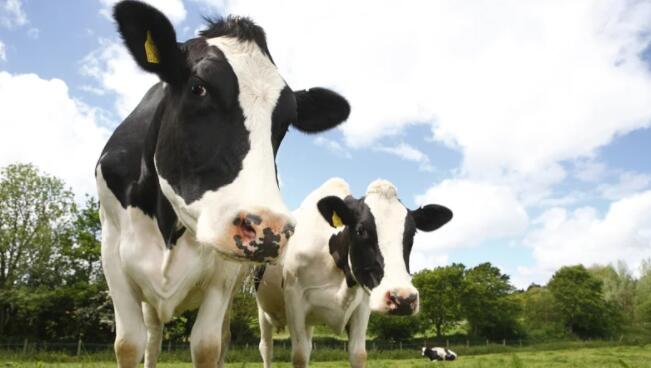 EPA表示如果没有温室气体解决方案 奶牛群的扩张是不可持续的